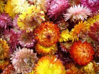 Flor Siempre Viva (15 Grs)