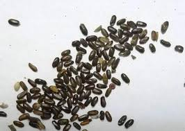 Semilla De Lavanda (20 Grs)