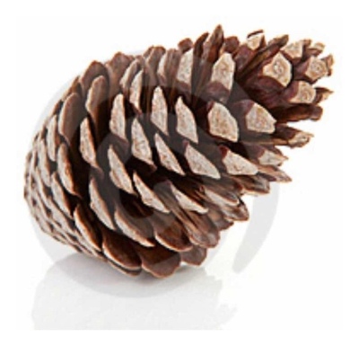 Piñas Grande (Pino) X 1