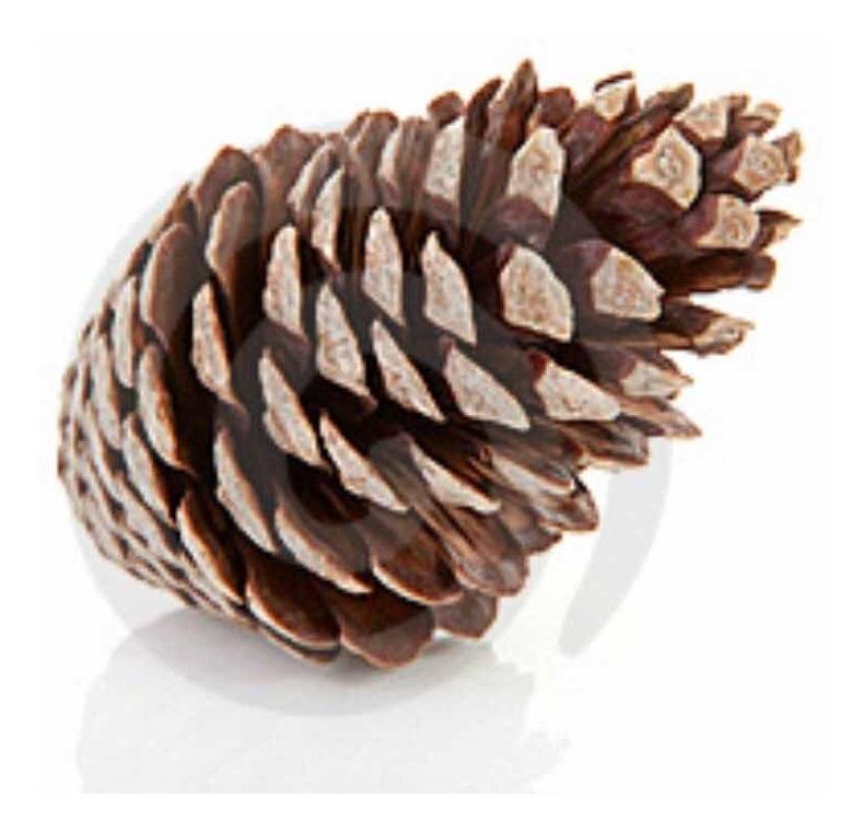 Piñas Grande (Pino) X 1